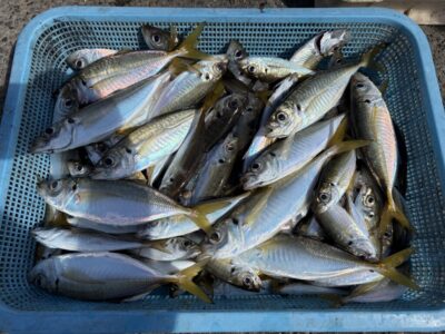 <p>レジェンド山本氏　旧一文字赤灯　サビキ釣り(竿下)   アジ24cmまで多数🎣5時〜11時までの釣果</p>