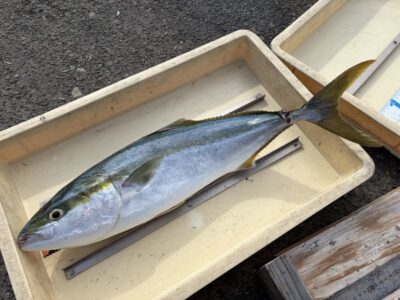 <p>DD様　沖の北　アジ飲ませ　メジロ🎣</p>