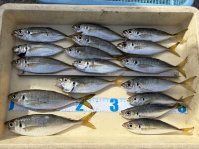 <p>北野様　旧一文字赤灯　サビキ釣り　11時〜13時まで　アジ25cmまで🎣</p>