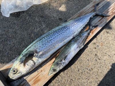 <p>カジハラ様　沖の北　ショアジギ　サゴシ〜サワラ82cmまで🎣　6時頃にオイルフェンスより南側の奥の方でヒット♪♪</p>