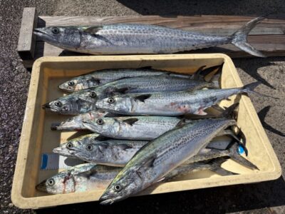 <p>下村様　沖の北　ショアジギ　サゴシ〜サワラ75cmまで11匹🎣おめでとうございます🎊</p>