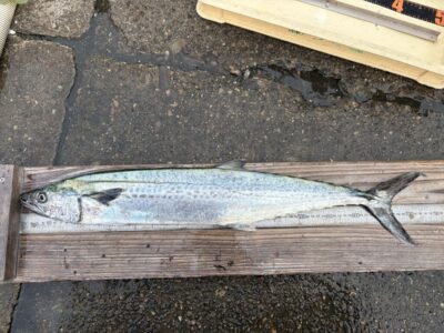 <p>横山様　沖の北　ショアジギ　サワラ75cm🎣12時半頃にヒット♪♪</p>