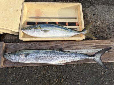 <p>藤岡様　沖の北　ショアジギ　サワラ84cm(11時頃)とメジロ(14時頃) 🎣　どちらも初物との事でした！おめでとうございます🎉</p>