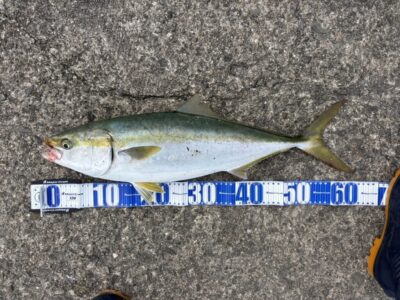 <p>㊈中村様　沖の北　アジ飲ませ　メジロ65cm🎣16時頃にヒット♪♪</p>
