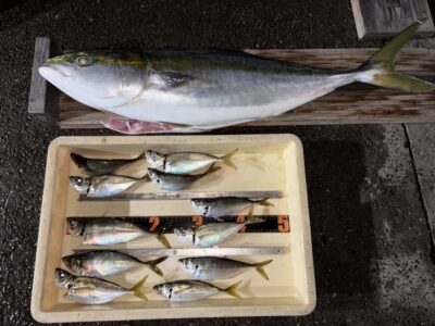 <p>小谷夫婦様　沖の北　アジ飲ませ　ブリ86cm✨サビキでは17時〜18時半にアジ25cmまで🎣</p>