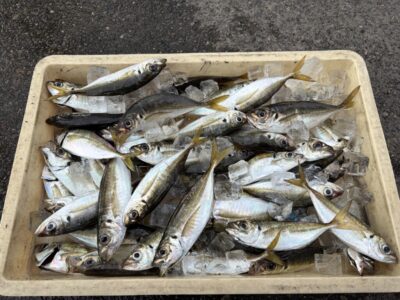 <p>磯田名人　旧一文字赤灯　サビキ釣り　アジ23cmまで多数🎣5時〜11時までの釣果♪♪</p>