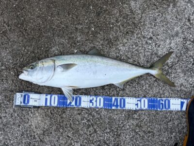 <p>㊈中村様　沖の北　ショアジギ(マキマキ)でメジロ67cm🎣</p>