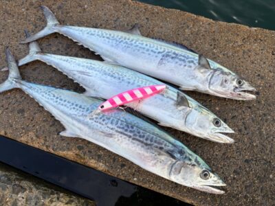 <p>釣れちゃう犬　沖の北　セットアッパーでサゴシ🎣</p>