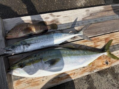 <p>太田様　沖の北　アジ飲ませでメジロ・アコウ！！ショアジギでサゴシGET🎣</p>