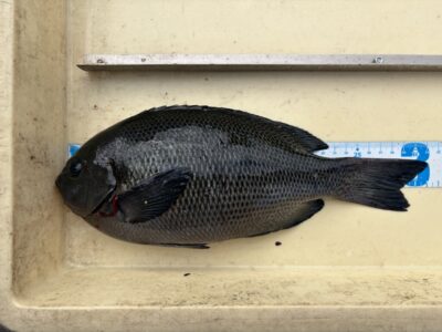 <p>中村117 様　旧一文字白灯　エビ撒き　グレ31cm🎣</p>