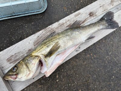 <p>島内様　沖の北　アジ飲ませ　ハネ66cm🎣</p>