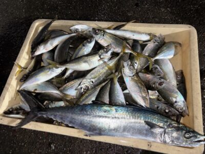 <p>大西様　旧一文字赤灯　サビキ釣りでアジ24cmまで多数🎣ショアジギでサゴシもGET✨</p>