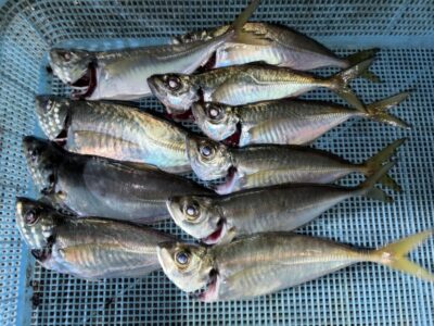 <p>アジのストーカー様　旧一文字赤灯　サビキ釣り　中アジ23cmまで♪♪15時〜17時までの釣果</p>