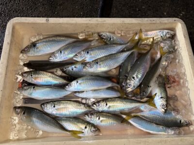 <p>レジェンド山本氏　旧一文字赤灯　サビキ釣り　アジ25cmまで🎣15時〜17時までの釣果♪♪</p>