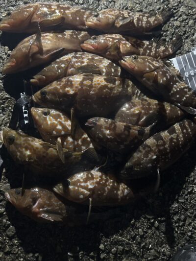 <p>福山様　沖の北外向き　エビ撒き　アコウ41cmまで多数✨撮影後リリース♪♪</p>