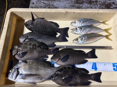 <p>吉岡様 旧一文字赤灯　ふかせ釣り　チヌ・グレ・中アジ🎣グレは食べる分だけキープで2桁釣果でした♪♪</p>