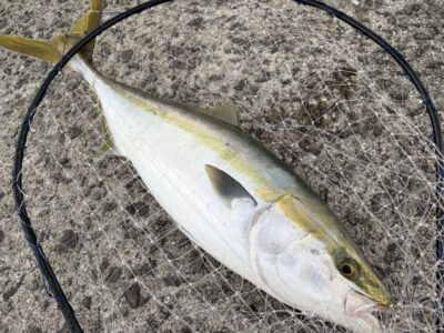 <p>田中様　沖の北　アジ飲ませでメジロ🎣6時過ぎにヒット♪♪</p>