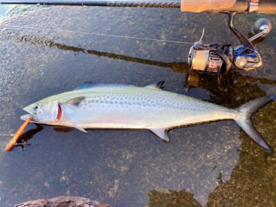 <p>釣れない猫様　沖の北　ジャックアイ＝フリフリバイブでサゴシ🎣最後にサワラサイズをバラし……🐱</p>