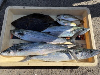 <p>藤井様　旧一文字赤灯　ショアジギでサゴシ4匹🎣アジ飲ませではヒラメもGET✨</p>