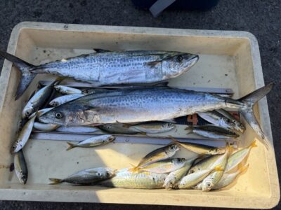 <p>北野様　沖の北　ショアジギ　サゴシ2匹🎣</p>