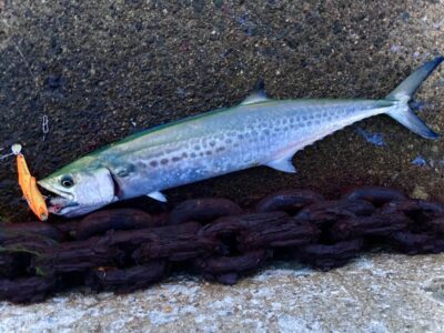 <p>釣れない猫様　沖の北　ジャックアイ＝フリフリバイブ　サゴシ🎣</p>