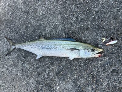 <p>FMAX岸和田店 吉野様　沖の北　メタルマジックでサゴシ🎣</p>