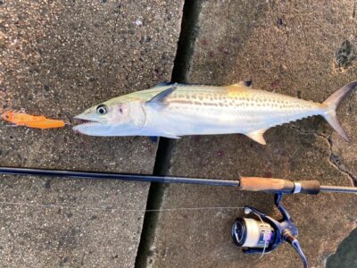 <p>釣れない猫様　沖の北　ジャックアイ＝フリフリバイブでサゴシ🎣</p>