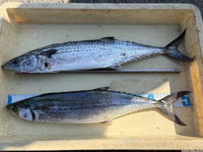 <p>平松様　沖の北　ショアジギ　サゴシ2匹🎣</p>