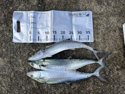 <p>TAN様　沖の北　ショアジギ　サゴシ3匹🎣</p>