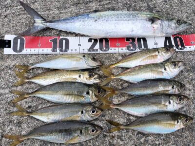 <p>まぁ様　沖の北　ショアジギでサゴシ！中アジは外向きの足元サビキで釣れたそうです。</p>