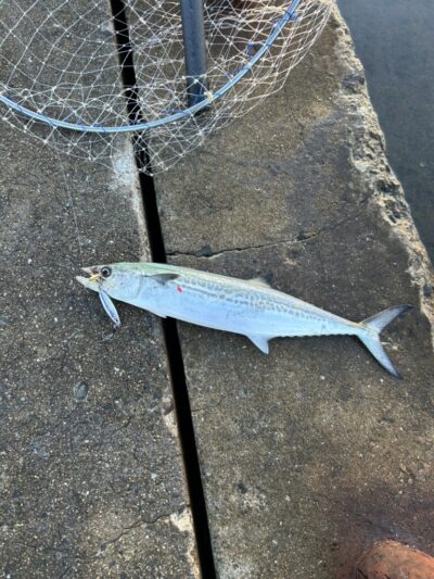<p>牙族のストーカー様　沖の北　ショアジギ　サゴシ🎣</p>