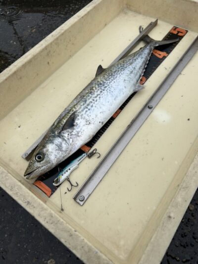 <p>牙族のストーカー様　旧一文字赤灯外向き　ジャックアイ・フリフリバイブでサゴシ！</p>