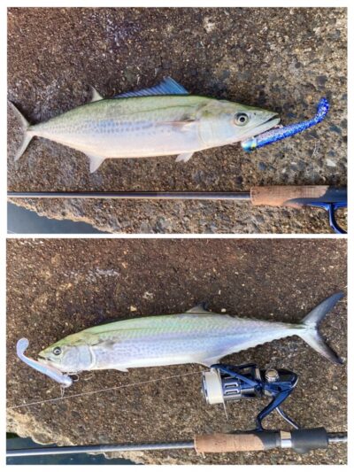 <p>釣れない猫様　沖の北　ジャックアイ＝青物シャッド　サゴシ🎣</p>