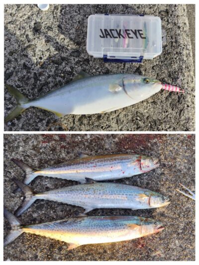 <p>パオーン様🐘　沖の北　ジャックアイ＝マキマキ　サゴシ3匹・ハマチ♪♪</p>