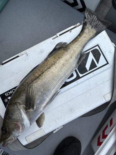 <p>福山様　沖の北先端内向き　エビ撒き釣りでハネ！</p>