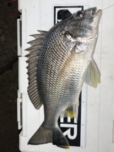 <p>福山様　沖の北先端内向き　エビ撒き釣りでキビレ！</p>