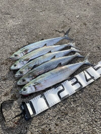 <p>上垣内様　沖の北　ショアジギでサゴシ！全てジグパラのフォールでヒット！</p>