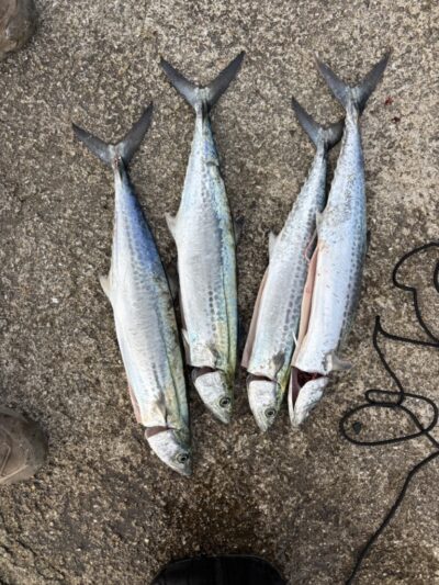 <p>⑨中村様　沖の北　ショアジギでサゴシ！</p>