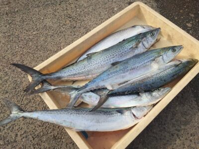 <p>八木様　沖の北　ショアジギでサゴシ！</p>