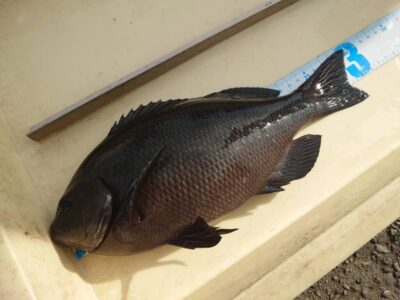 <p>9.5中村様　旧一文字赤灯外向き　エビ撒き釣りで30cmのグレ！</p>