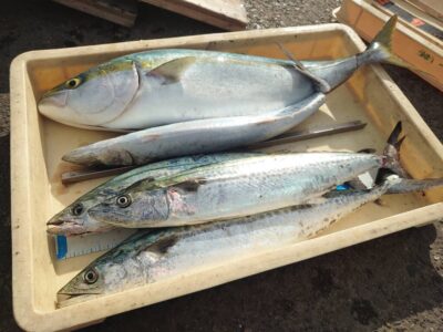 <p>沖の北　ショアジギでサゴシ＆メジロ！！！</p>