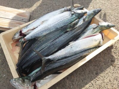 <p>沖の北　ショアジギでサゴシ大漁！</p>