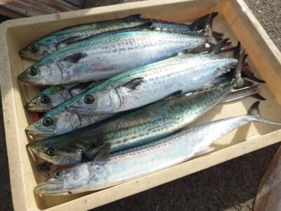 <p>白江様　沖の北　ショアジギでサゴシ！アタリ多かったそうです♪</p>