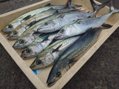 <p>牙族のストーカー様　沖の北　ショアジギでサゴシ！</p>