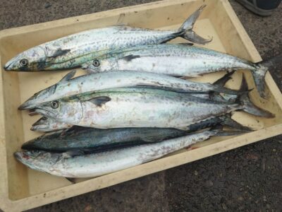 <p>沖の北　ショアジギでサゴシ！</p>