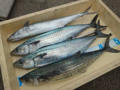 <p>太田様　沖の北　ショアジギでサゴシ！飲ませでヒラメバラしもあったそうです。残念！</p>