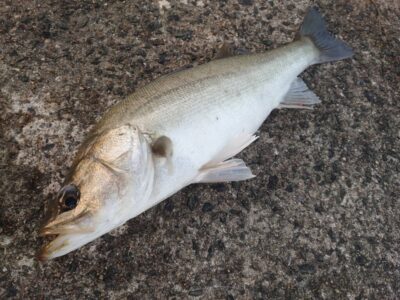 <p>沖の北内向き　飲ませ釣りで60cmくらいの良型ハネ！</p>