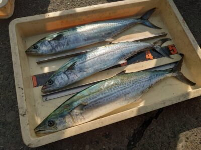 <p>沖の北　ショアジギでサゴシ！</p>