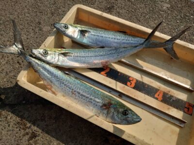 <p>沖の北　ショアジギでサゴシ！</p>