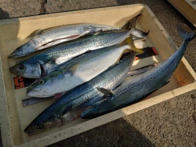 <p>アドレンジャー様　沖の北　ショアジギでサゴシ＆ハマチ！</p>